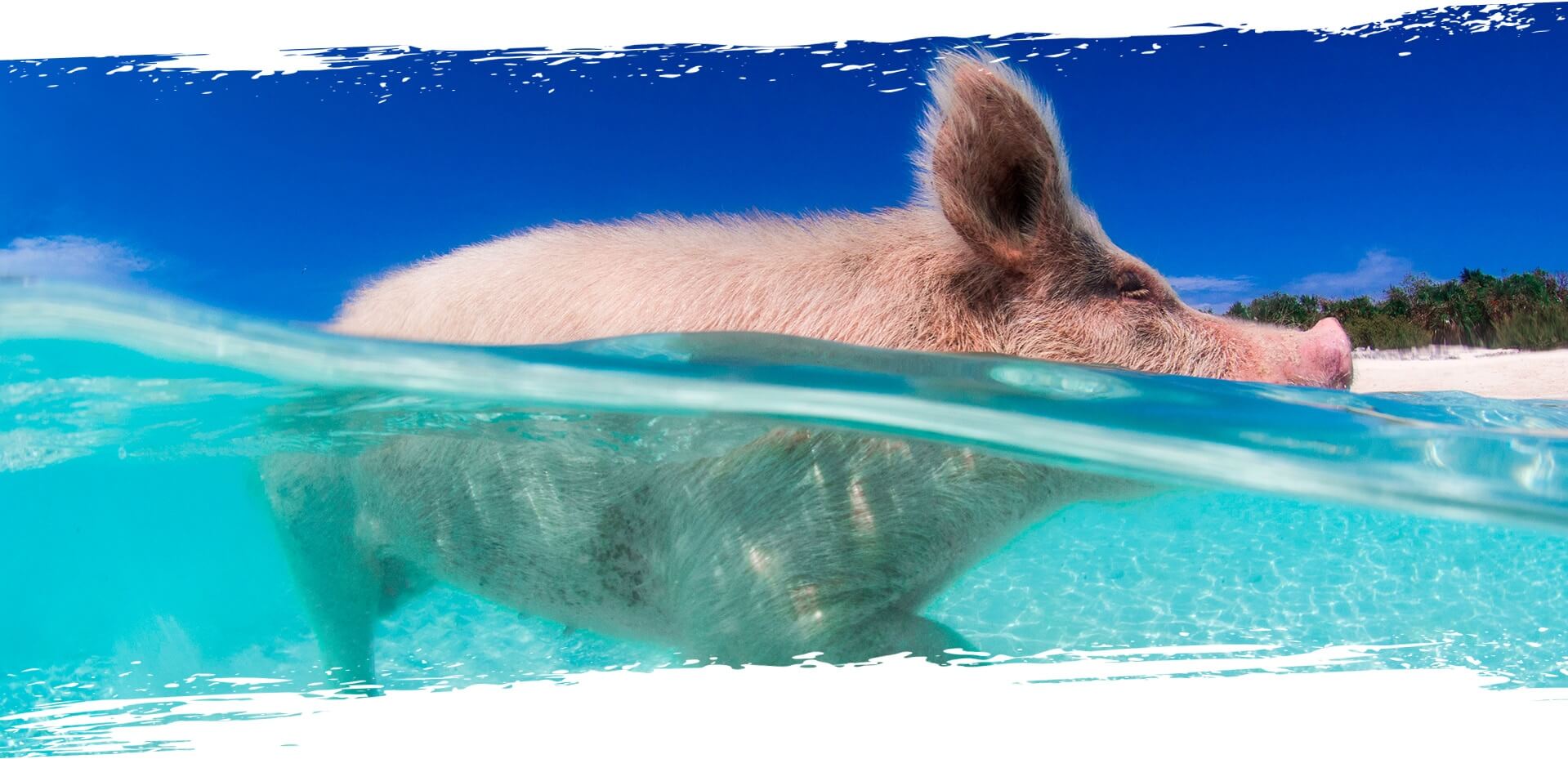 Swimming Pig